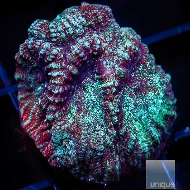 Favia sp. Unique Corals Favia- WYSIWYG Frag LPS