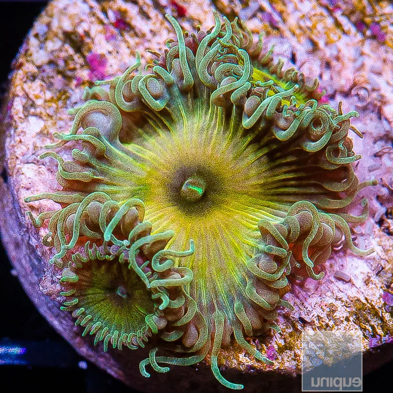 Palythoa sp. UC Captain Jack Paly- WYSIWYG Frag Zoa/Paly