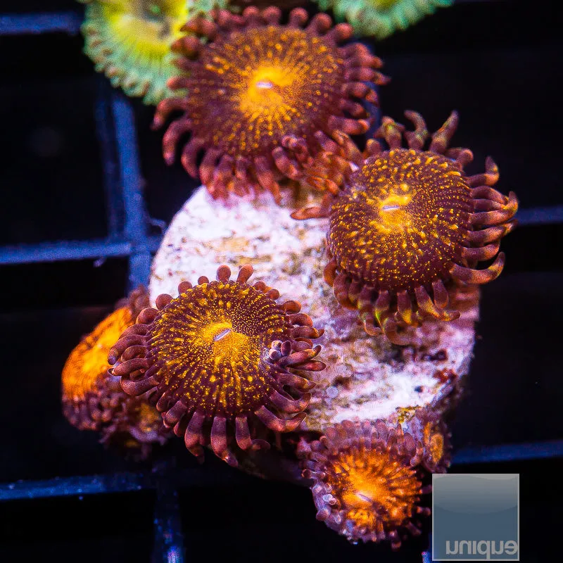 Zoanthus sp. UC Cinnamon Apple Zoanthid- WYSIWYG Frag Zoa/Paly